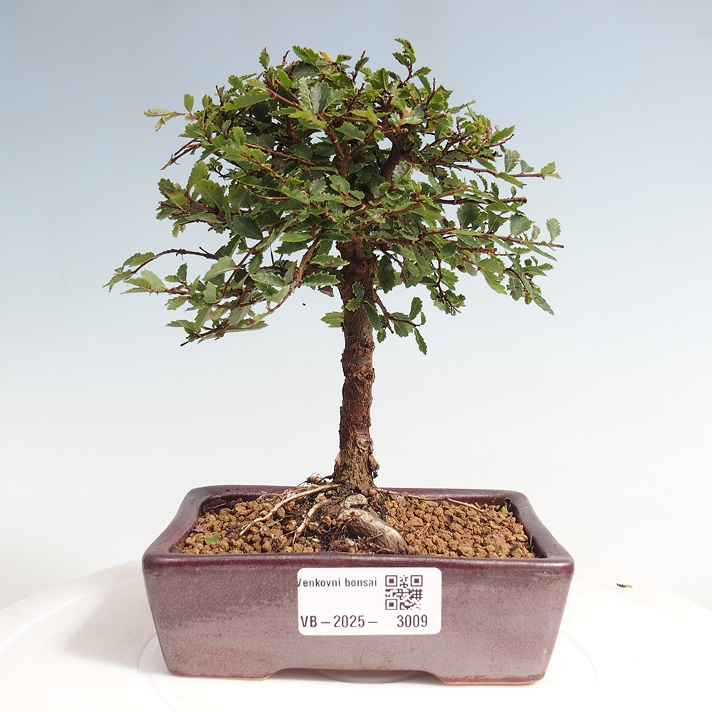 Bonsai für draußen - Ulmus parvifolia Sagei - Kleinblättrige Ulme