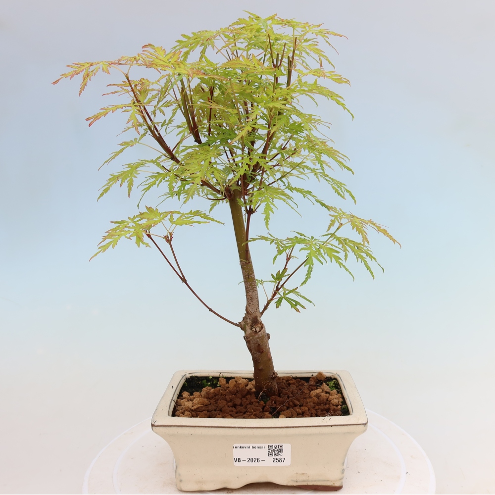 Bonsai für draußen - Acer palmatum Dissectum