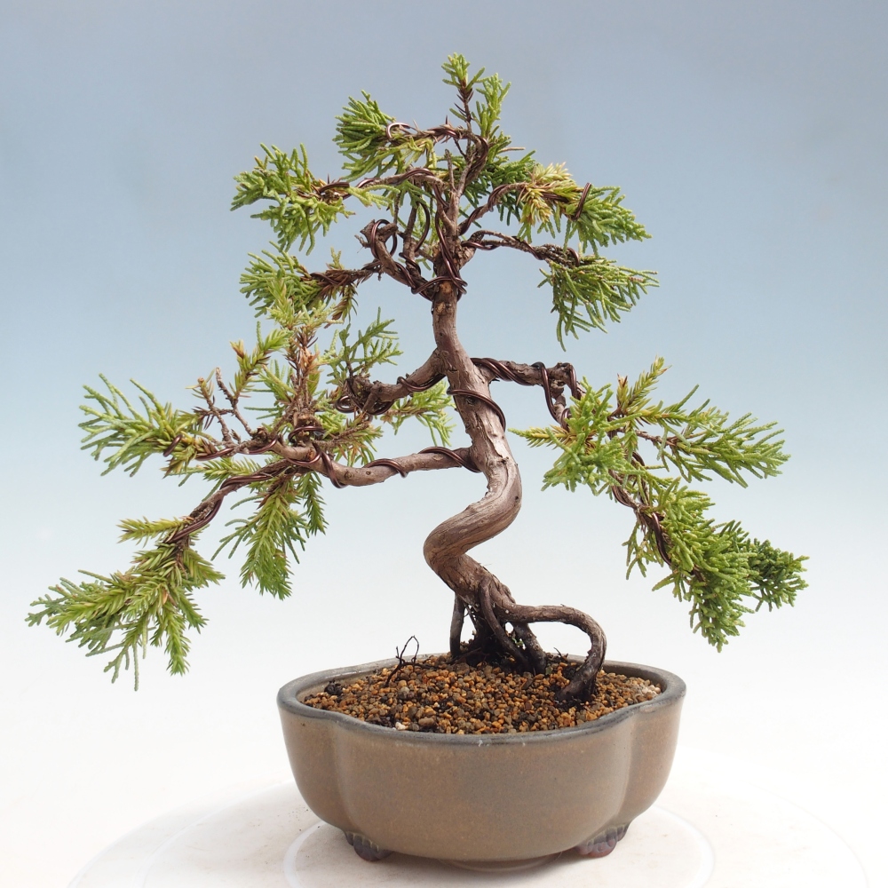 Bonsai für draußen - Juniperus chinensis Kishu