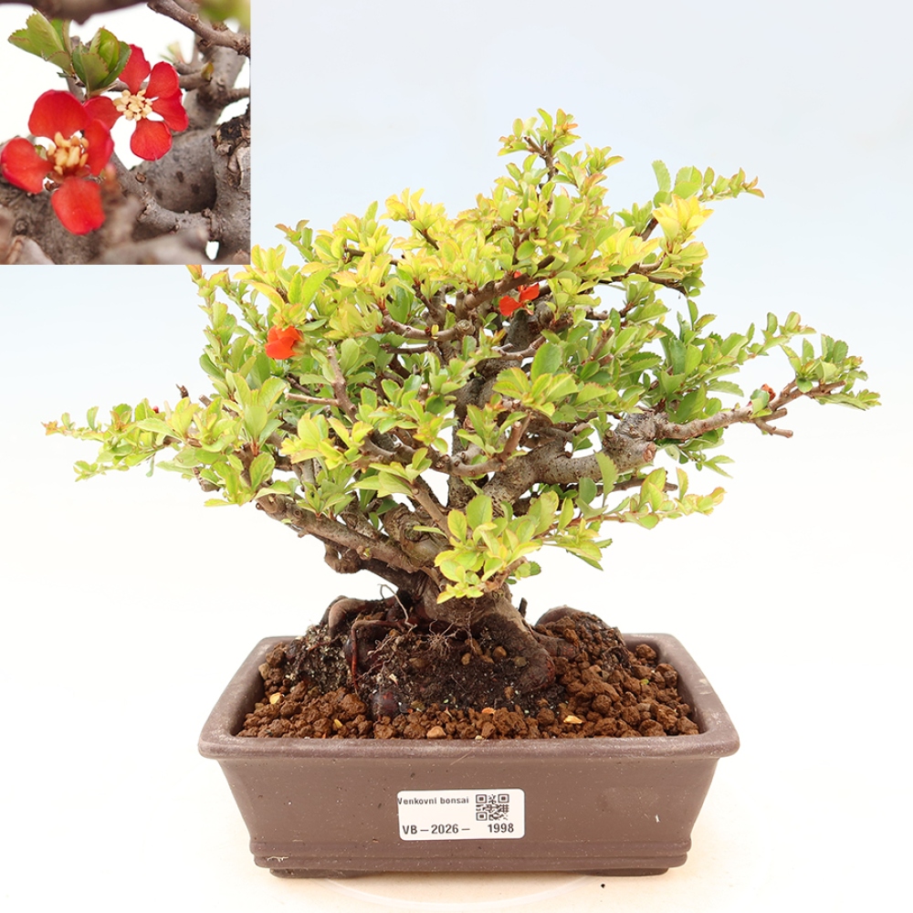 Bonsai für draußen - Chaneomeles speciosa Chojubai