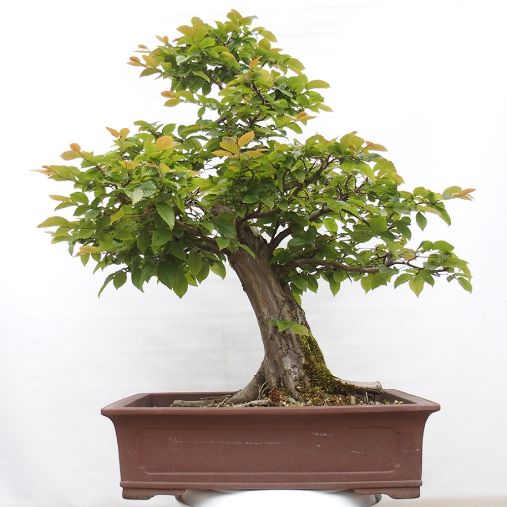 Bonsai für draußen - Hainbuche - Carpinus betulus