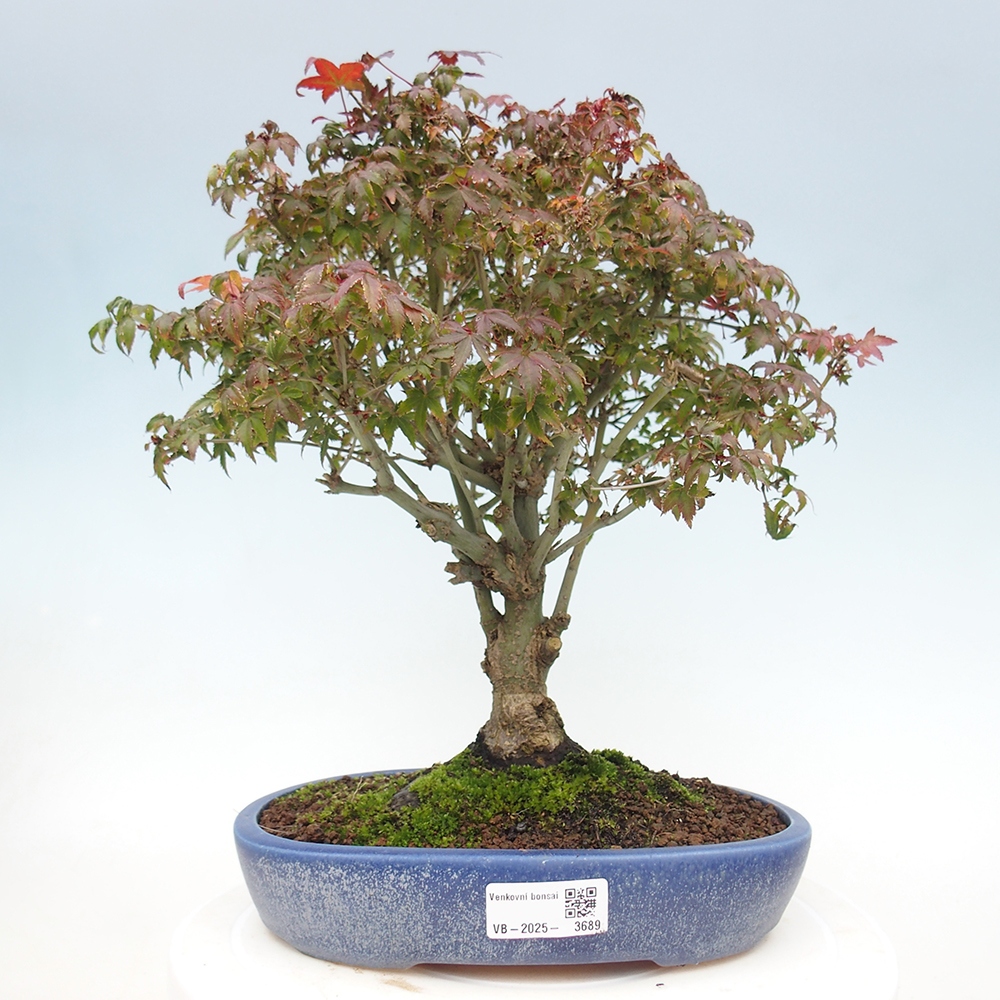 Acer palmatum KIOHIME - Palmetto-Ahorn