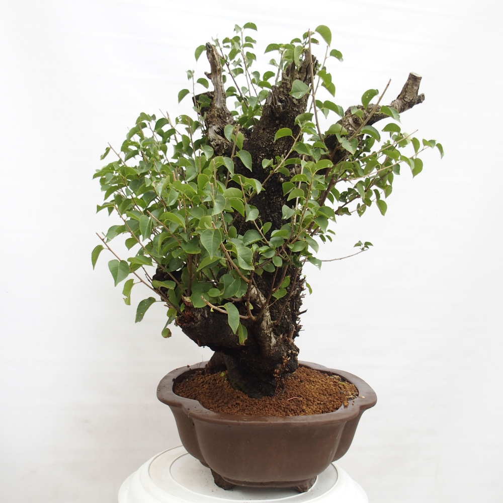 Bonsai für draußen - Mahalebka - Prunus mahaleb
