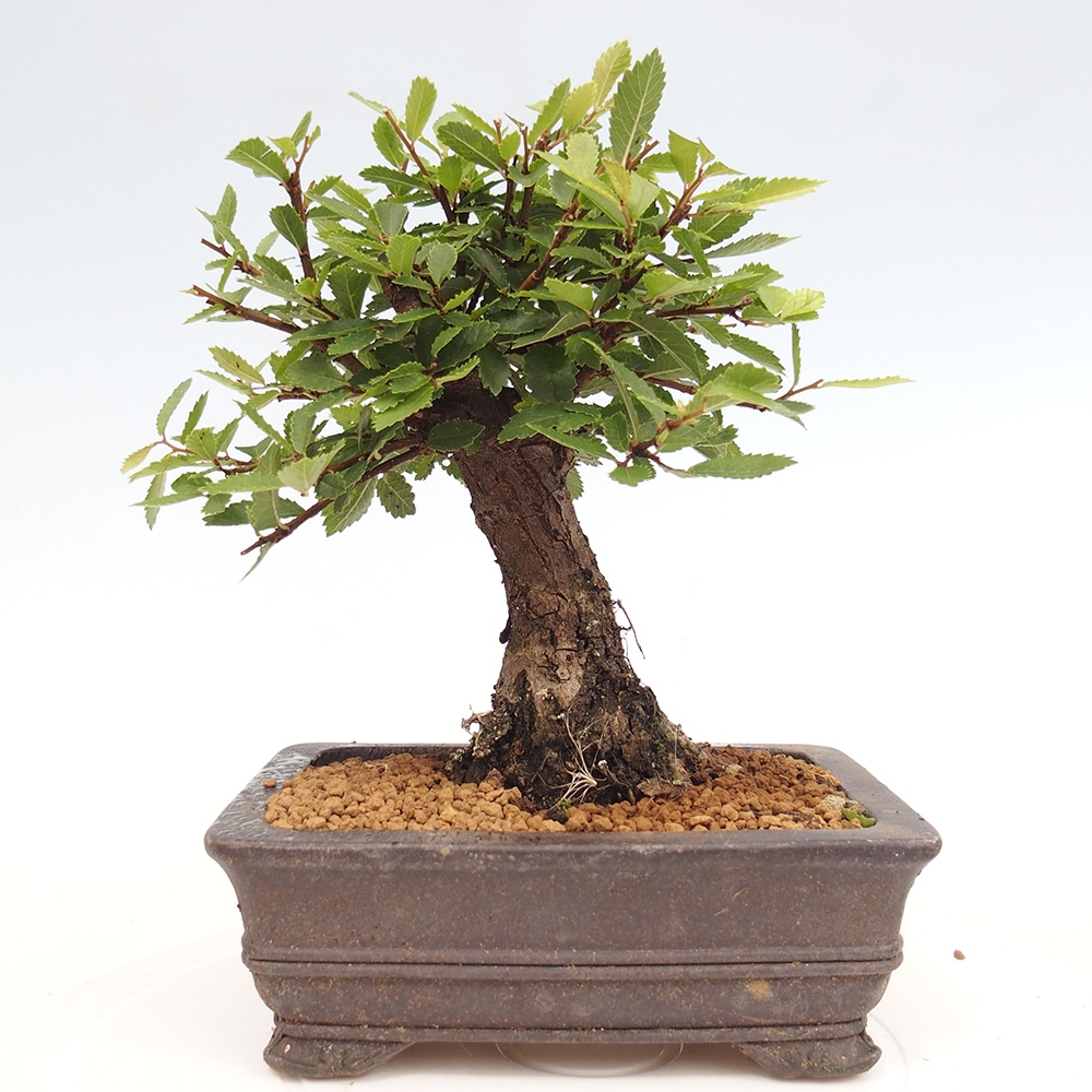 Bonsai für draußen - Zelkova - Zelkova NIRE