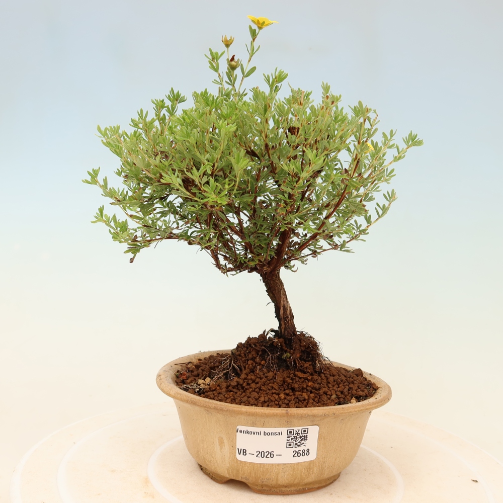 Bonsai für den Außenbereich – Strauch-Fingerkraut – Potentilla fruticosa „Goldkissen“