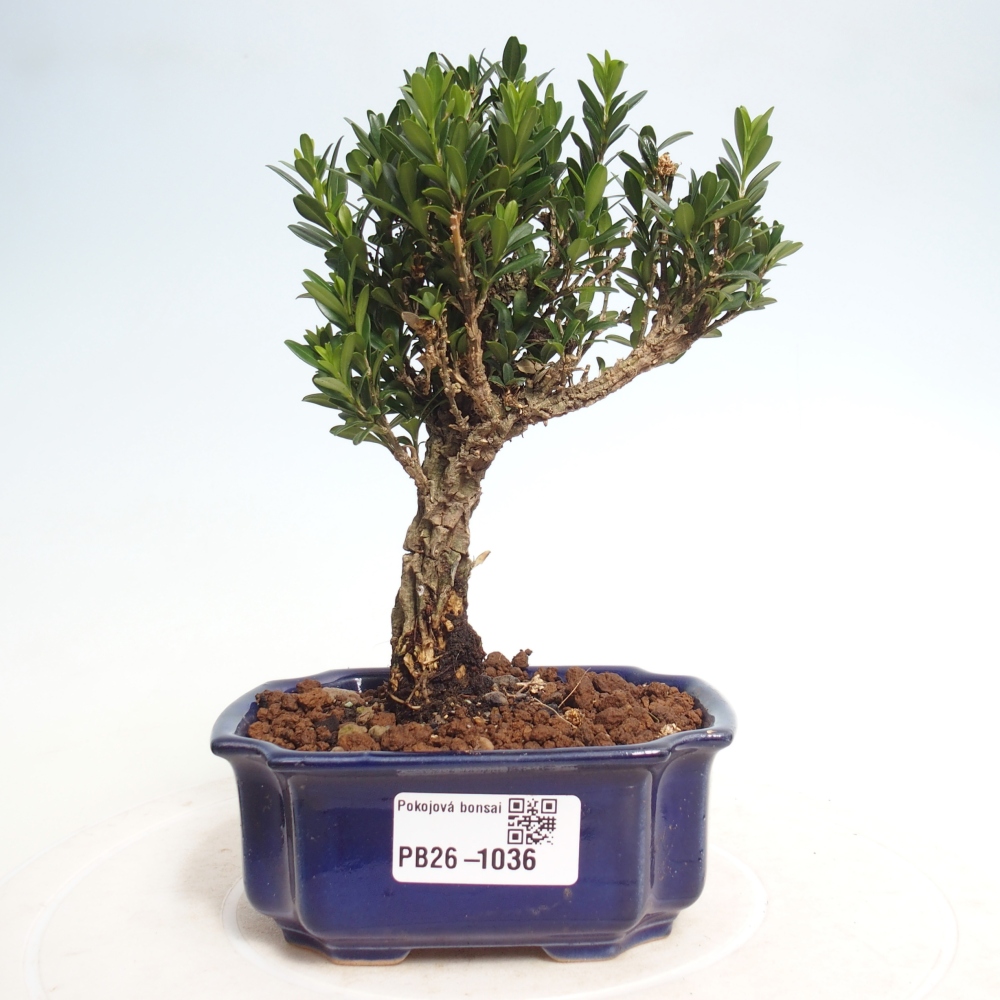 Zimmer Bonsai - Buxus harlandii - Korkbuxus