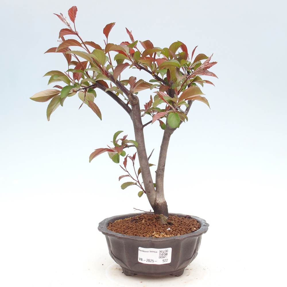 Outdoor-Bonsai -Malus domestica - Kleinfrüchtiger rotblättriger Apfelbaum
