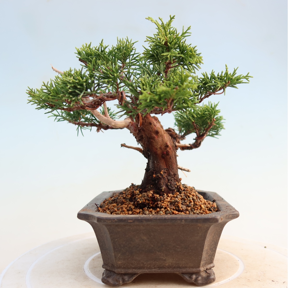 Bonsai für draußen - Juniperus chinensis Itoigawa