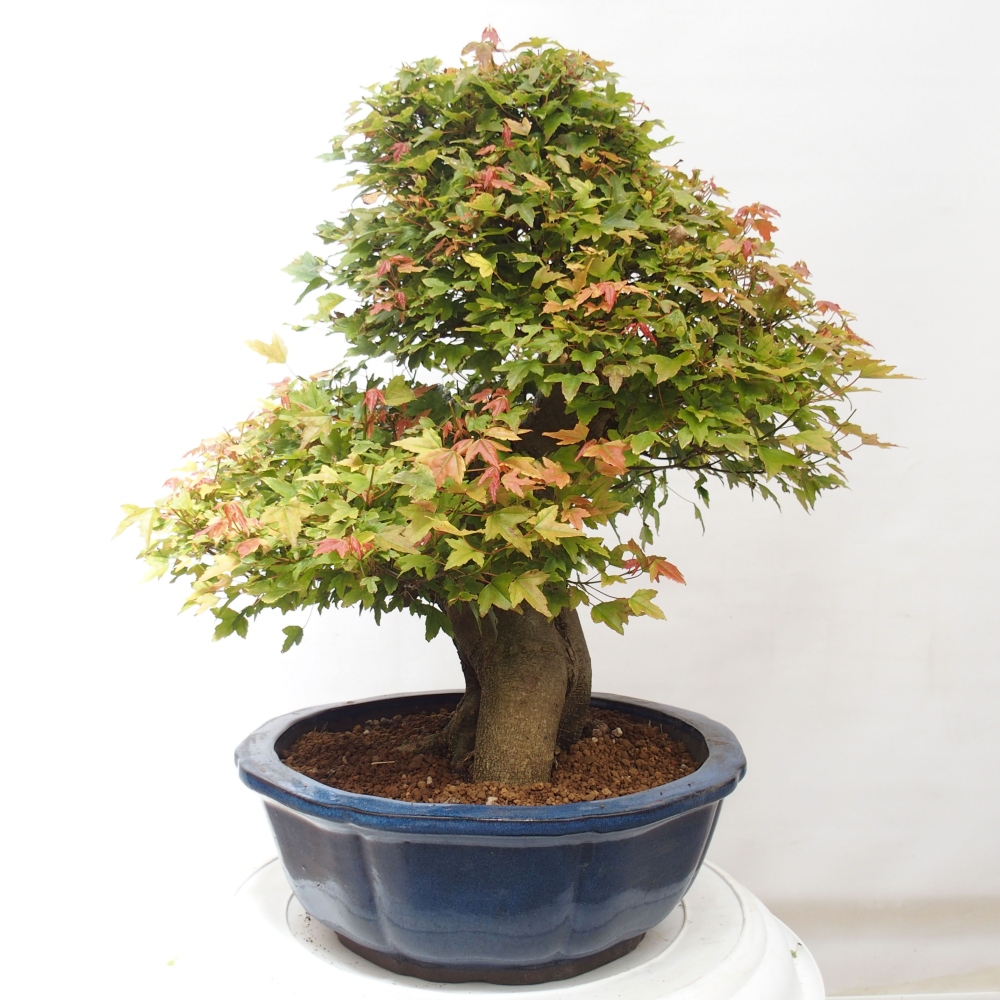 Bonsai für draußen - Acer Buergerianum - Bergahorn