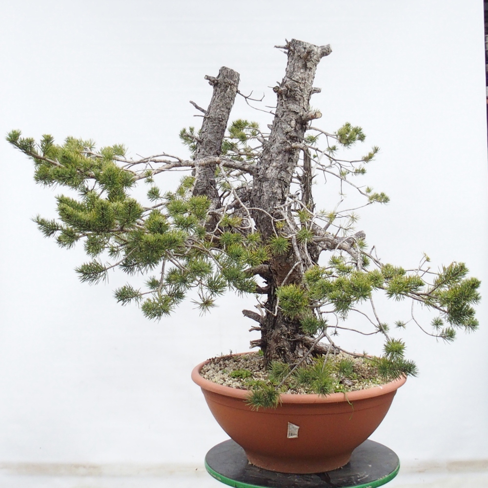 Yamadori - Pinus sylvestris Spanien