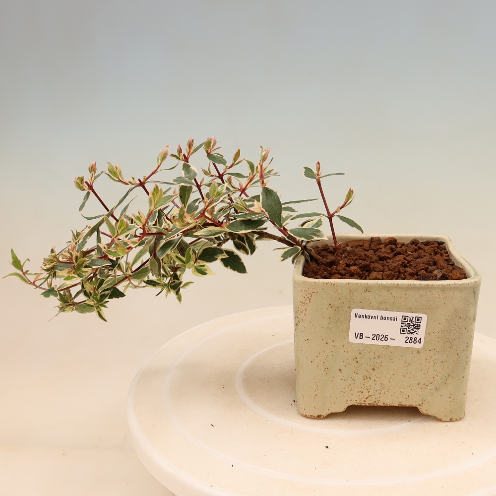 Bonsai für den Außenbereich – Abelia gr. Confetti – Großblütige Abelie