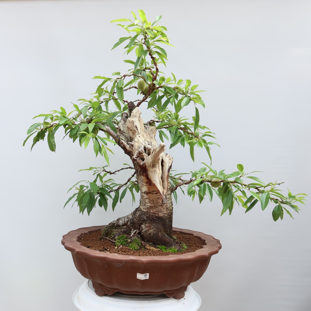 Bonsai im Freien – Prunus dulcis – Gewöhnlicher Mandelbaum
