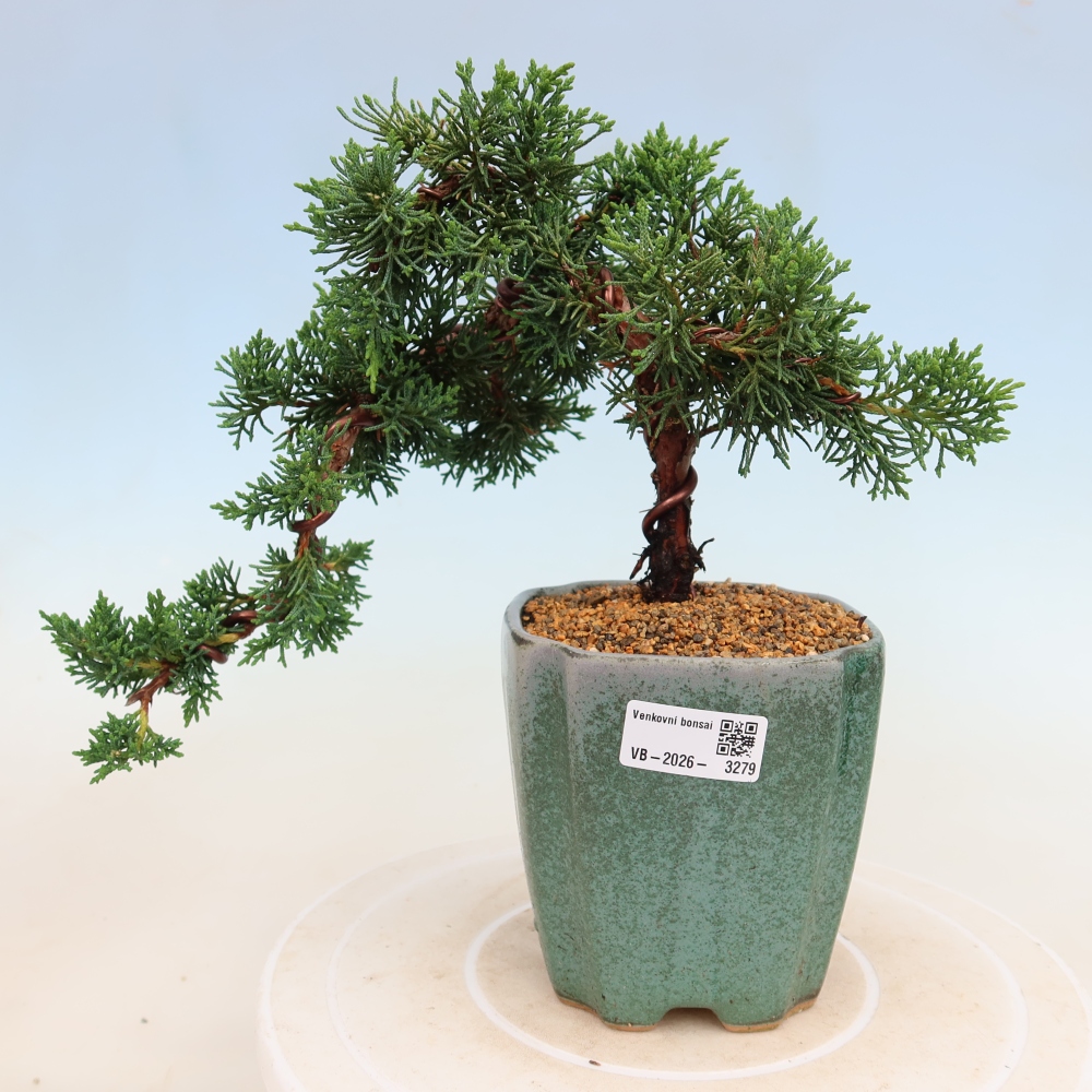 Bonsai für draußen - Juniperus chinensis Kishu