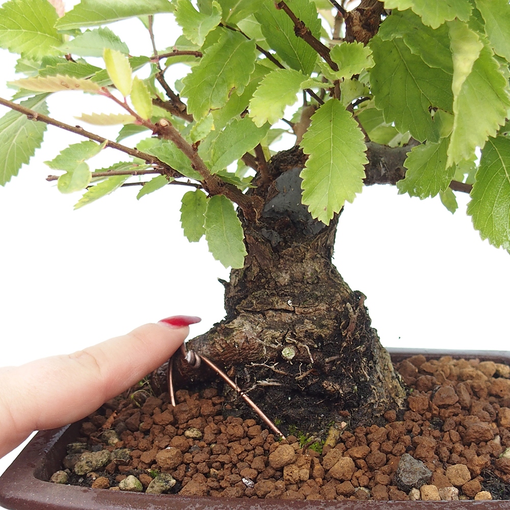 Bonsai für draußen - Zelkova - Zelkova NIRE