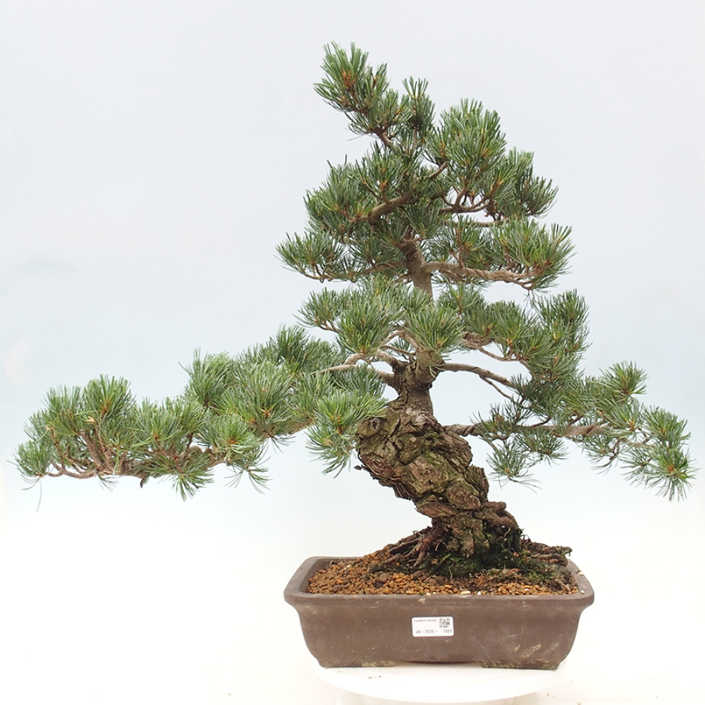 Bonsai für draußen - Pinus parviflora - Pinus parviflora