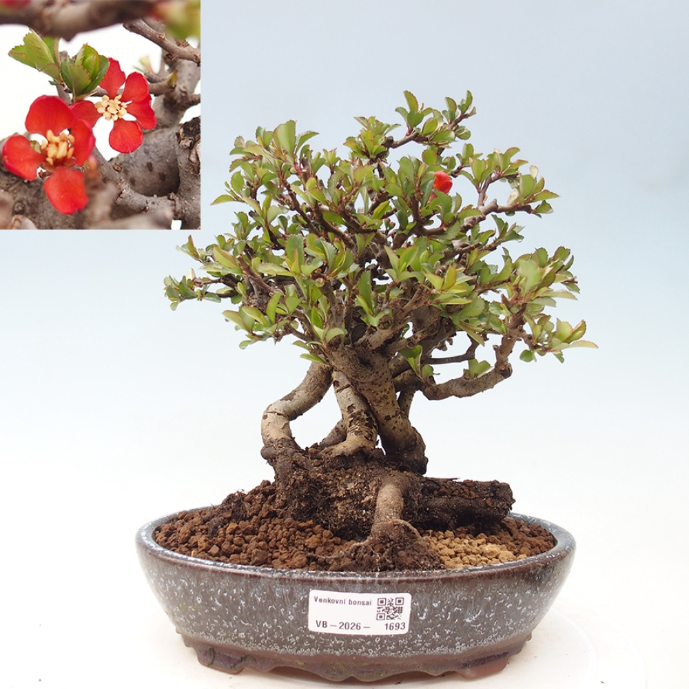 Bonsai für draußen - Chaneomeles speciosa - Quitte