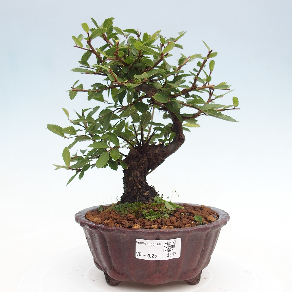 Bonsai für draußen - Zelkova - Zelkova NIRE