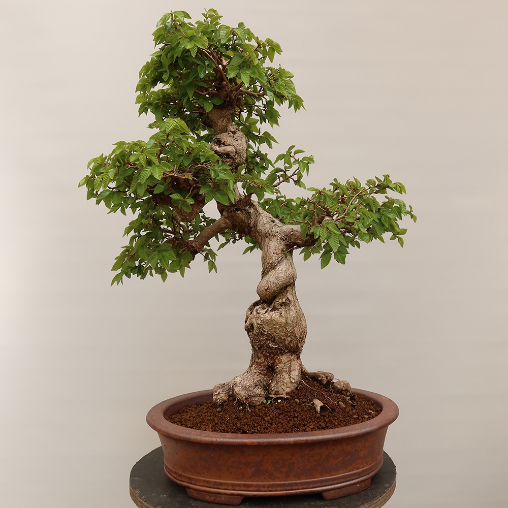 Bonsai für draußen - Karpinus Coreana - Koreanische Hainbuche