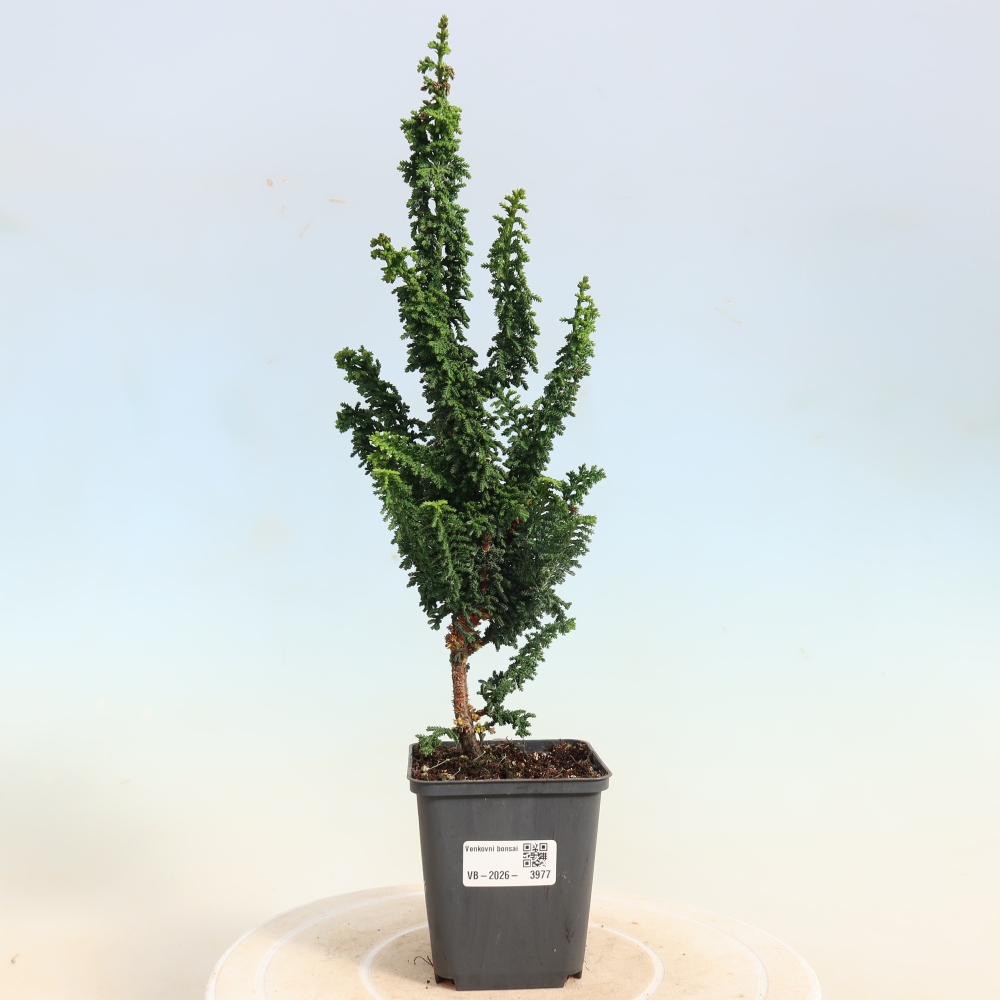 Bonsai für draußen - Cham. obtusa SEKKA HINOKI - Zypresse