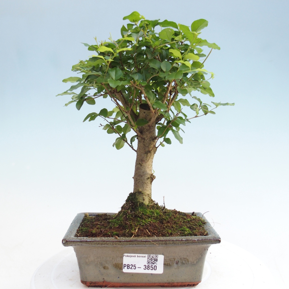 Zimmer Bonsai -Ligustrum chinensis - Vogelschnabel