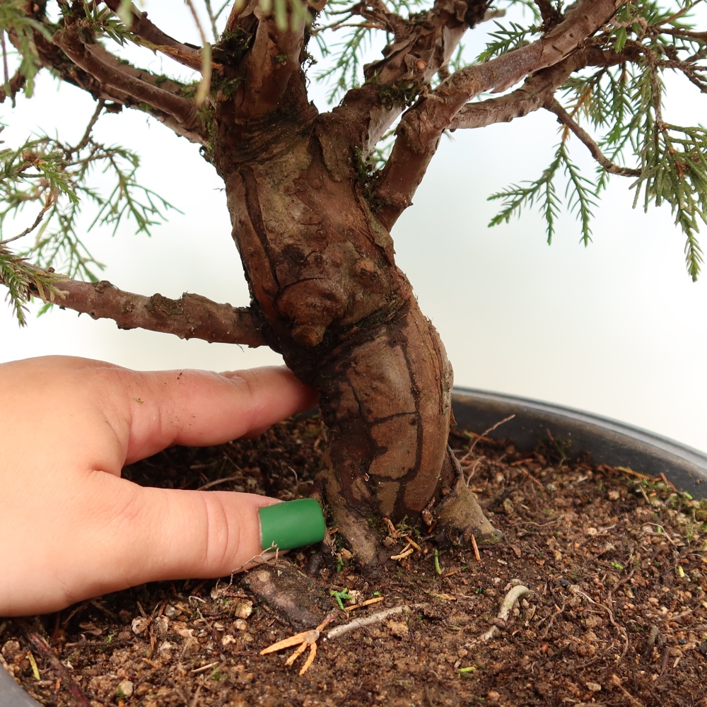 Bonsai für draußen - Juniperus chinensis Itoigawa-Juniperus chinensis