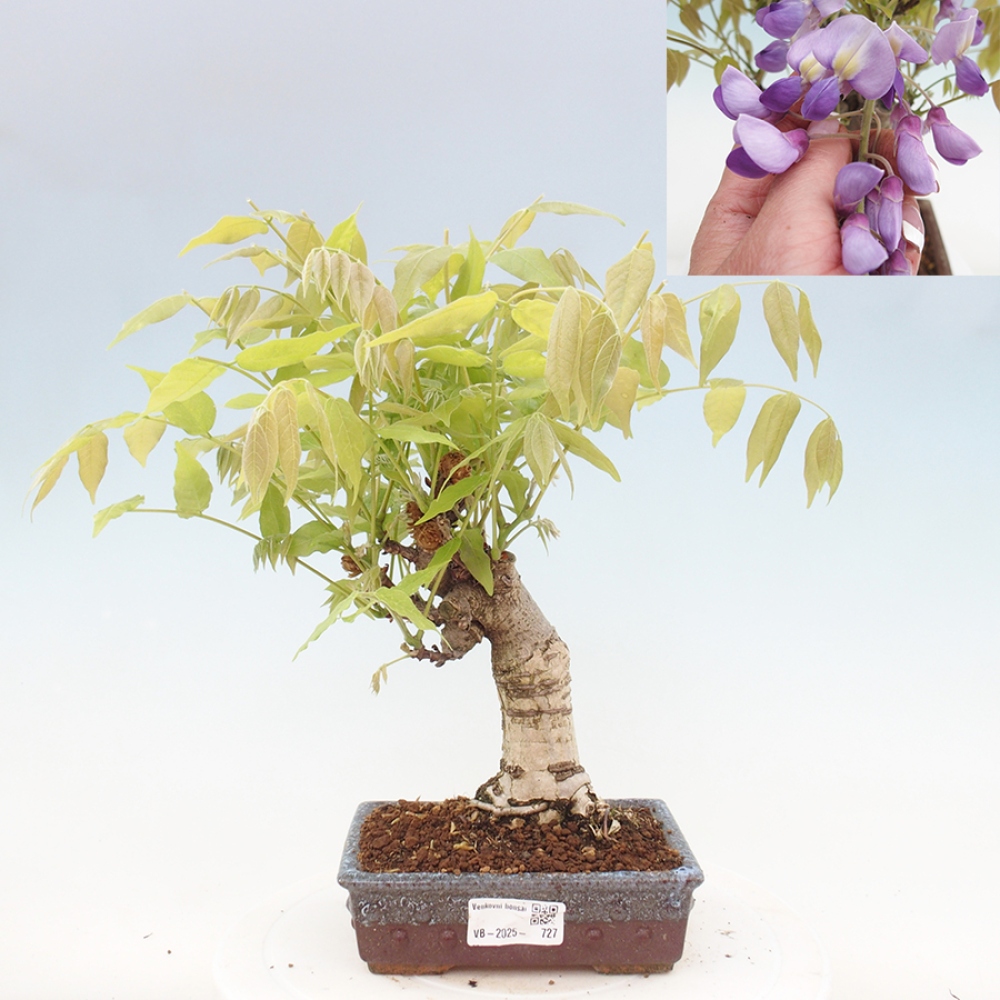 Bonsai für draußen - Wisteria floribunda