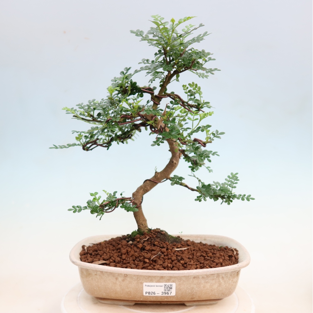 Zimmer Bonsai - Zantoxylum piperitum - Pfefferbaum