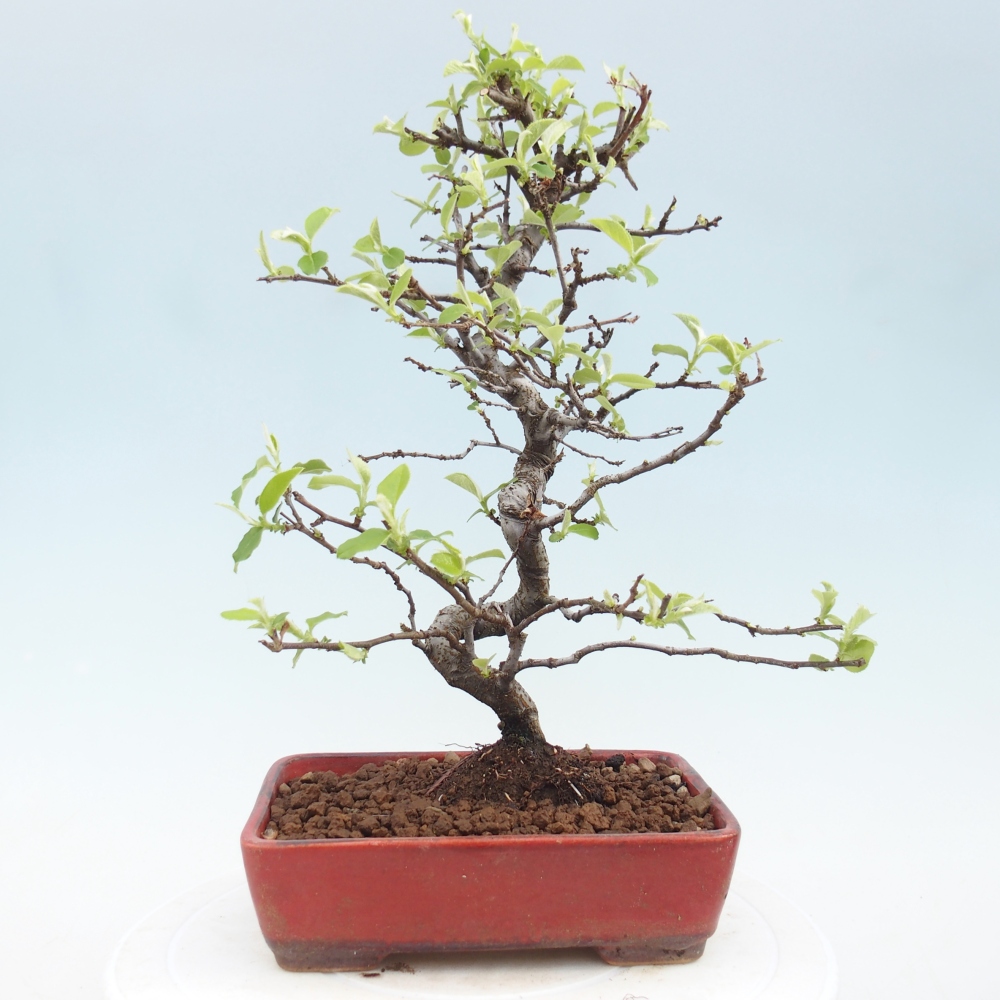 Bonsai für draußen - Chaneomeles chinensis