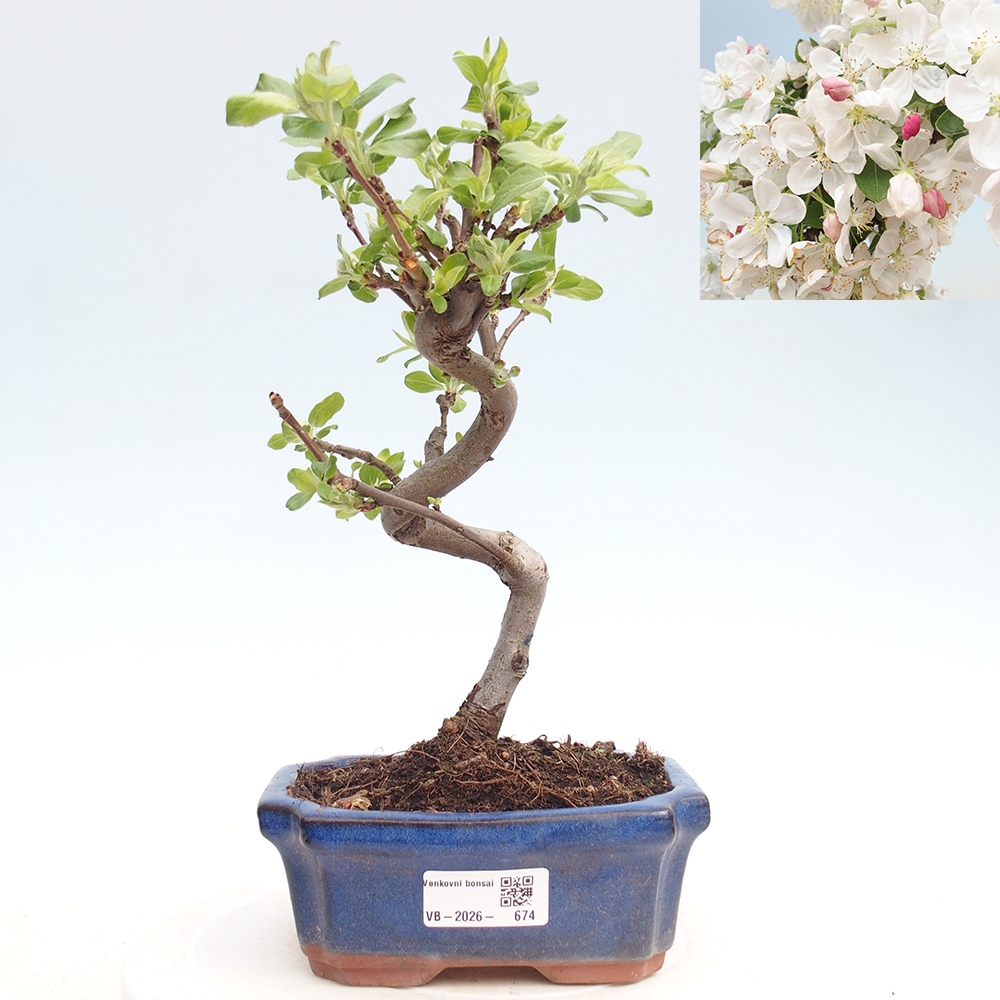Outdoor-Bonsai -Malus halliana - Kleinfrüchtiger Apfelbaum