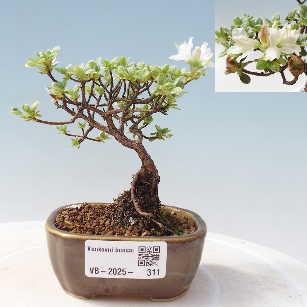 Bonsai für draußen - Rhododendron indicum - Japanische Azalee