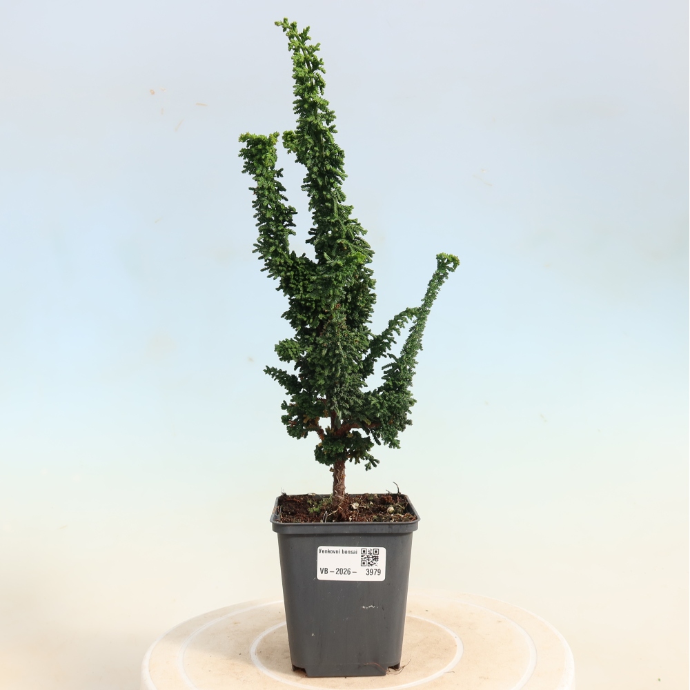 Bonsai für draußen - Cham. obtusa SEKKA HINOKI - Zypresse