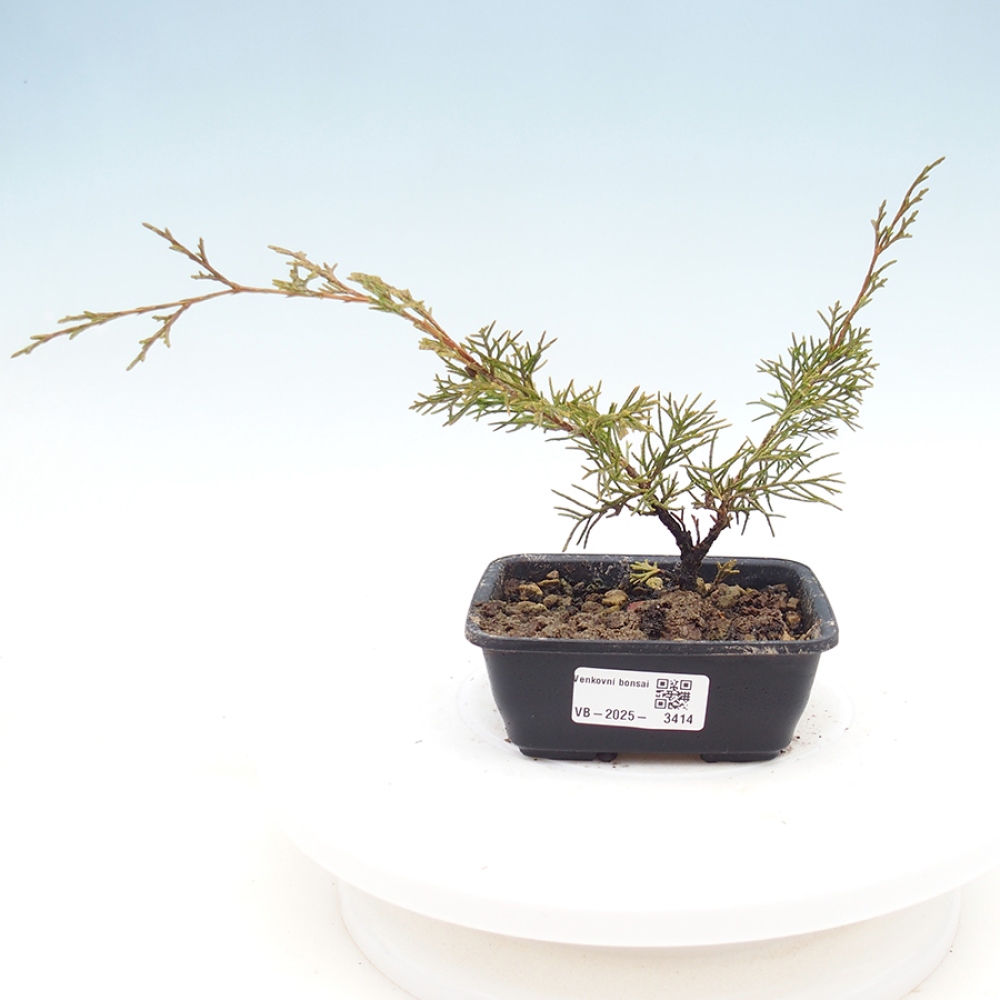 Bonsai für draußen - Juniperus chinensis Itoigawa