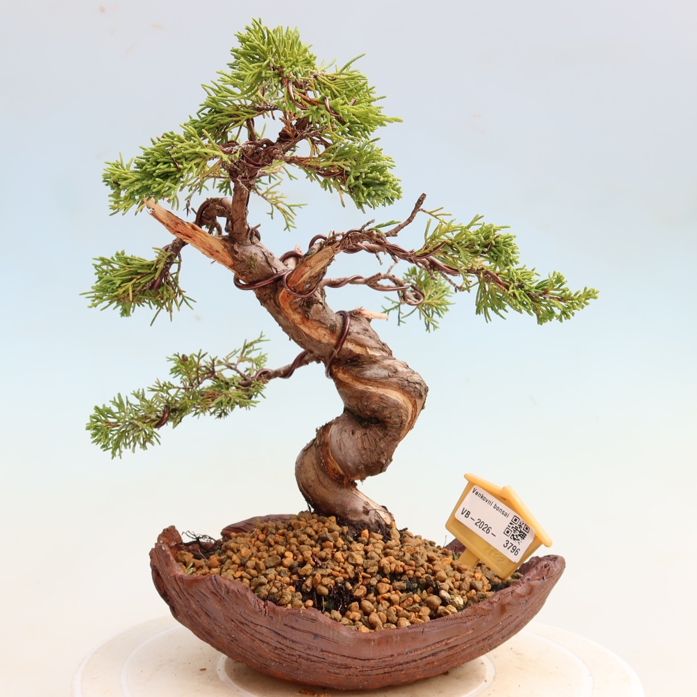 Bonsai für draußen - Juniperus chinensis Itoigawa-Juniperus chinensis