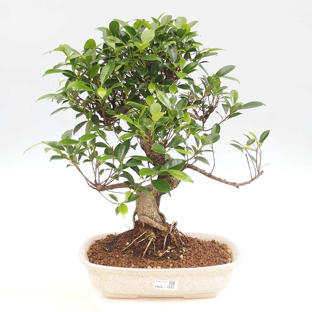 Zimmerbonsai - Ficus kimmen - Kleinblättriger Ficus