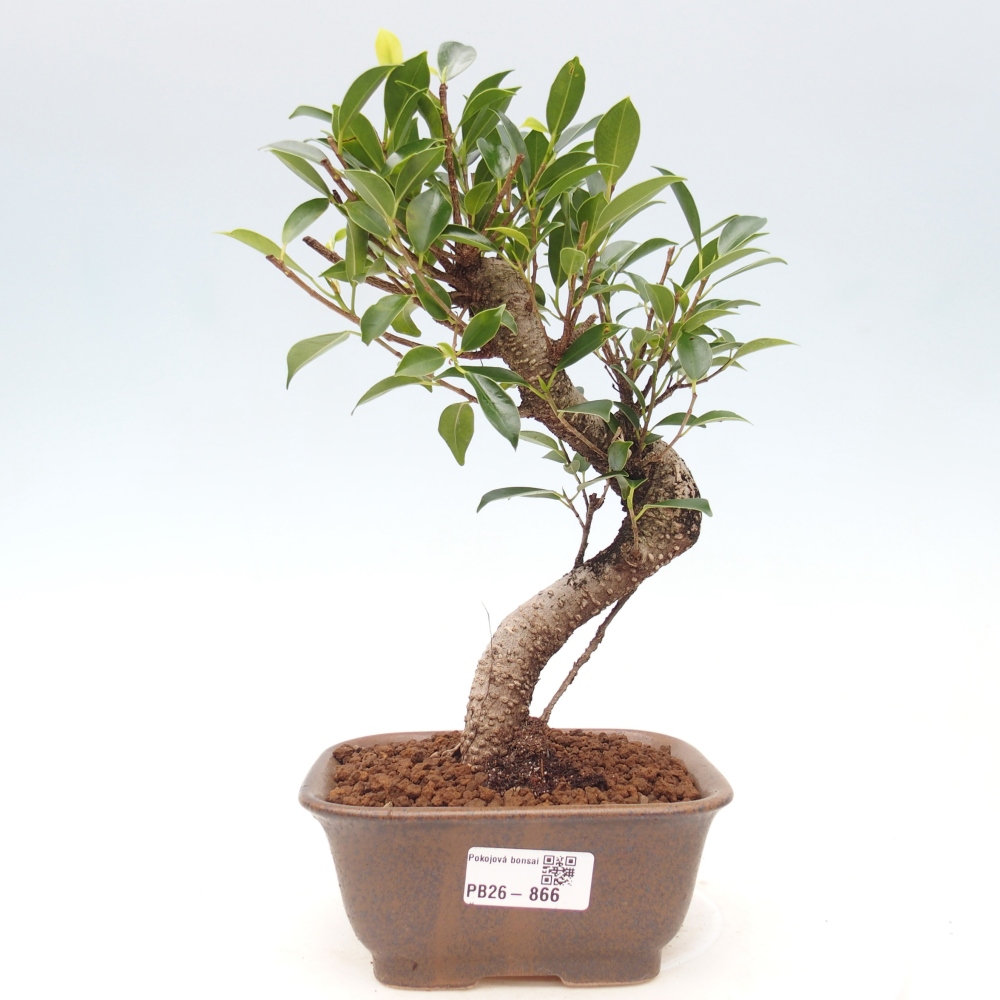 Zimmerbonsai - Ficus retusa - Kleinblättriger Ficus
