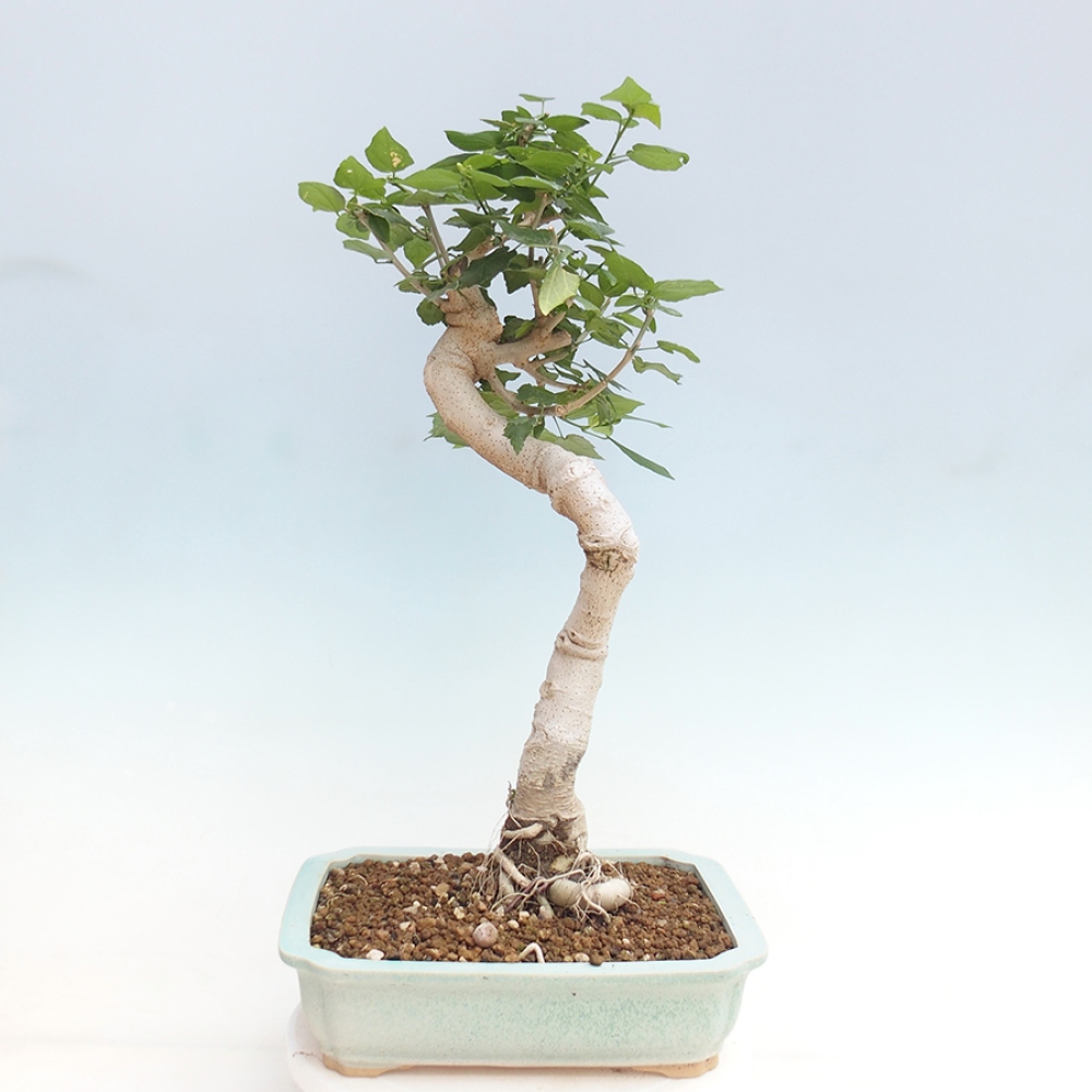 Zimmerbonsai - Malvaviscus arboreus