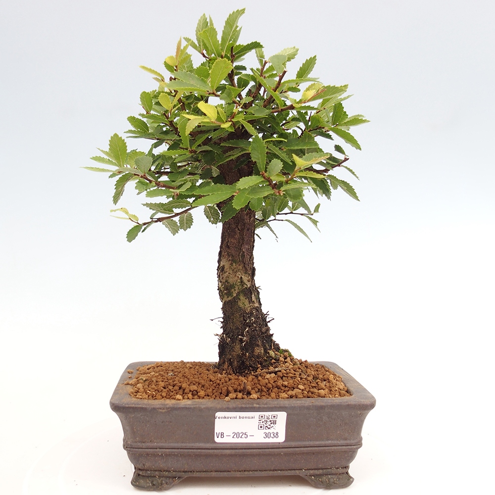 Bonsai für draußen - Zelkova - Zelkova NIRE
