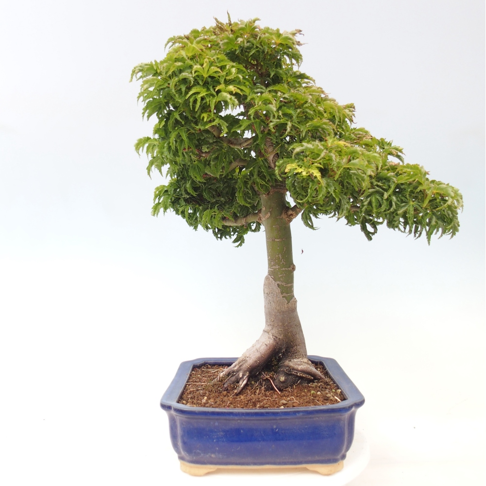 Bonsai für draußen -Javor-Palme Acer palmatum Shishigashira