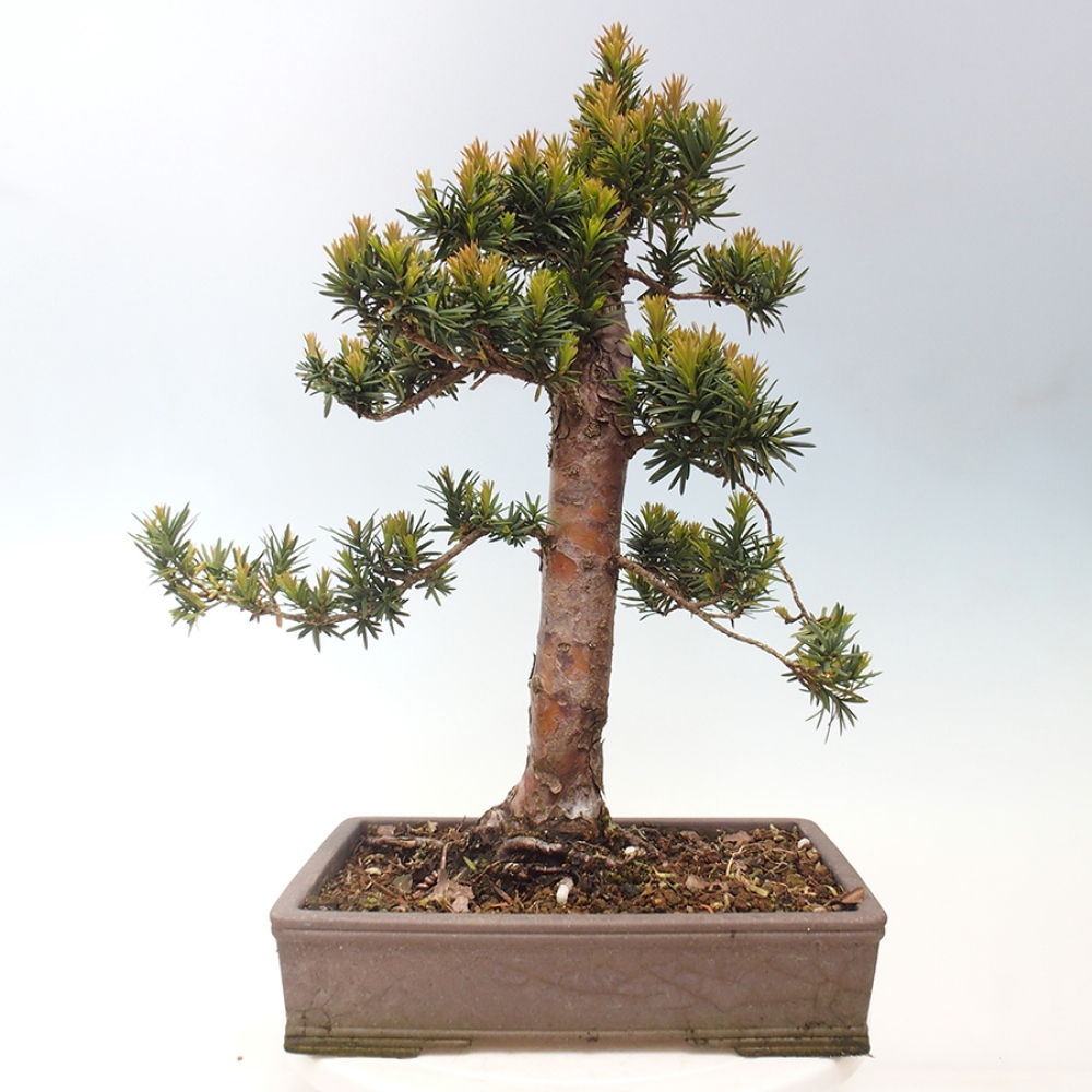 Bonsai für draußen - Taxus cuspidata - Japanische Eibe