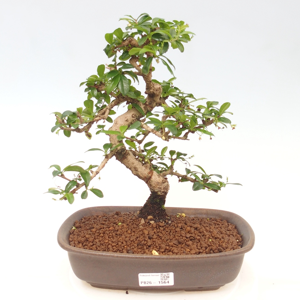 Zimmer-Bonsai - Carmona macrophylla - Tee-Fuki