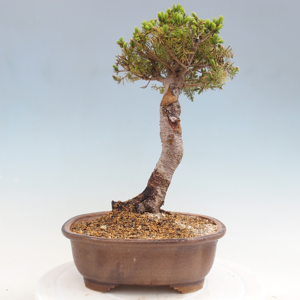 Bonsai für draußen - Fichte - Picea glauca globe