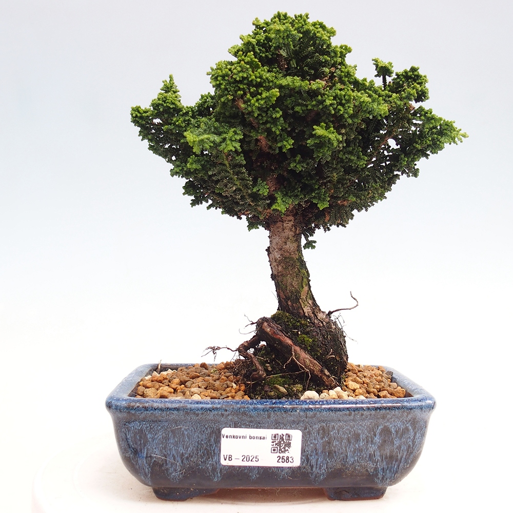 Bonsai für draußen - Cham. obtusa SEKKA HINOKI - Zypresse
