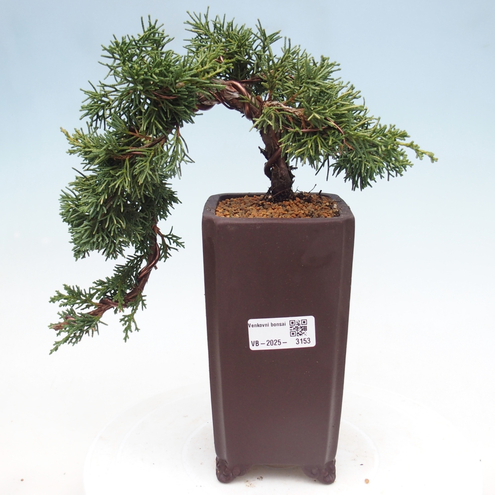 Bonsai für draußen - Juniperus chinensis Kishu