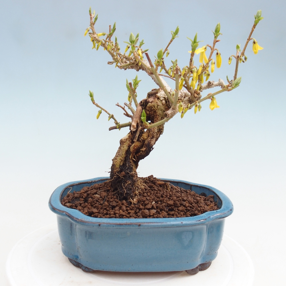 Bonsai für draußen - Zlatice - Forsythia koreana