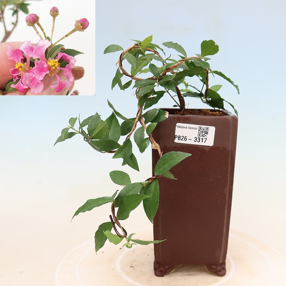 Zimmerbonsai – Barbados-Kirsche (Malpighia glabra) 