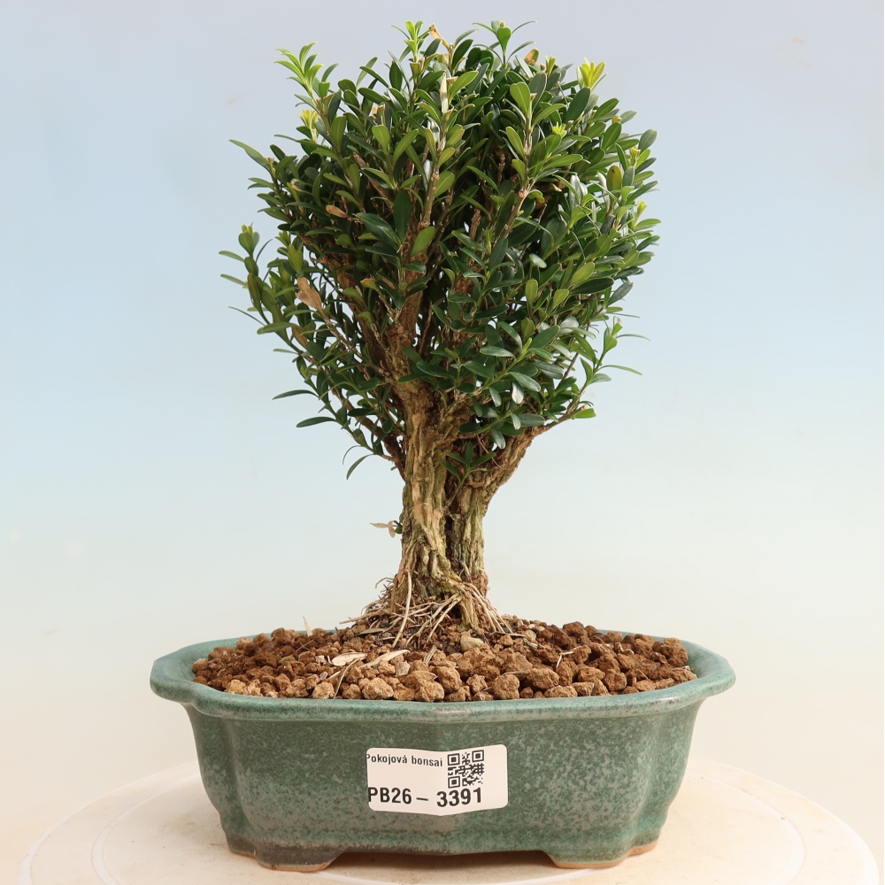 Zimmer Bonsai - Buxus harlandii - Korkbuxus