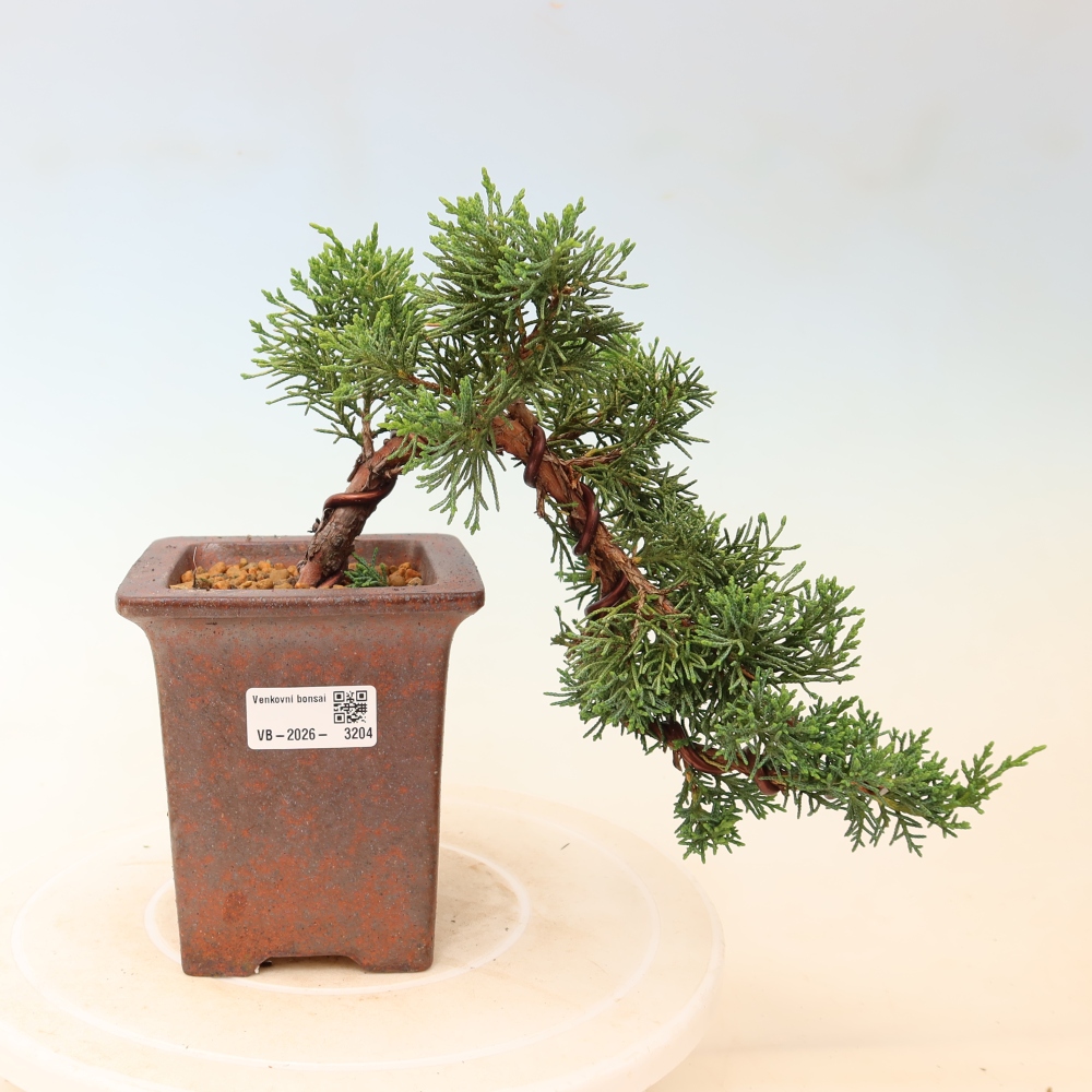 Bonsai für draußen - Juniperus chinensis Kishu