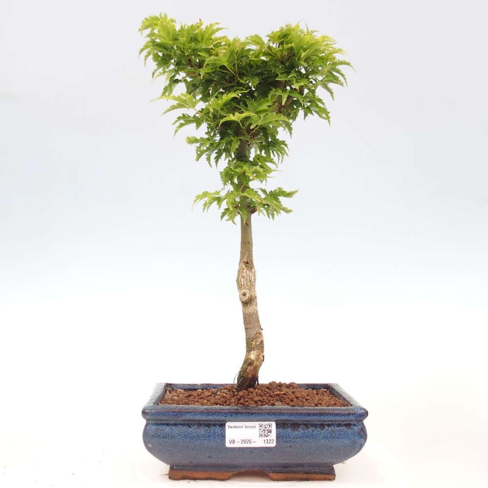 Bonsai für draußen -Javor-Palme Acer palmatum Shishigashira