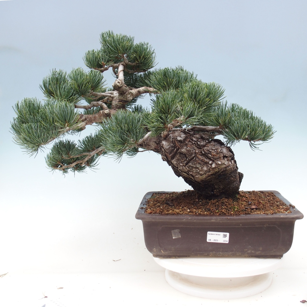 Bonsai für draußen - Pinus parviflora - Pinus parviflora