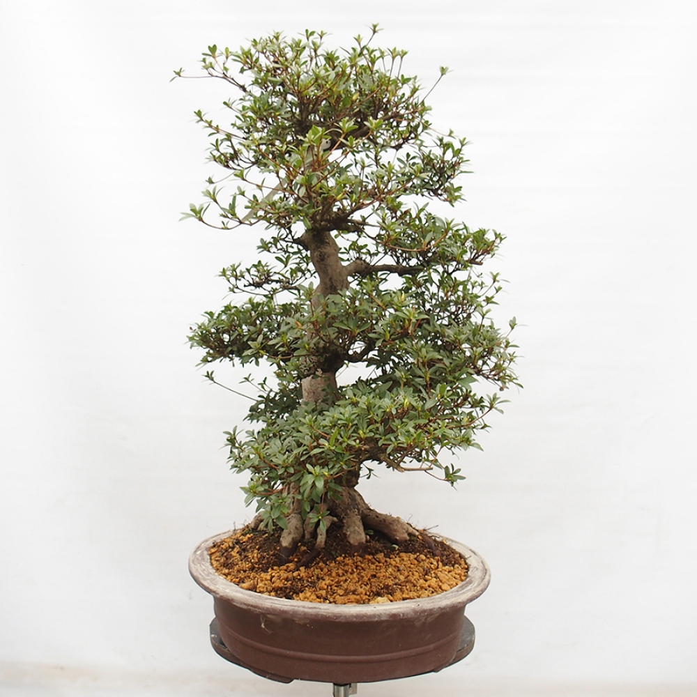 Bonsai für draußen - Japanische Azalee - Azalee Byakuren
